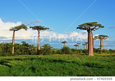 Baobab Highway in Madagascar 47409309