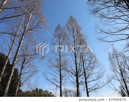 在秋葉之後的人行道公園植物水杉 47409474