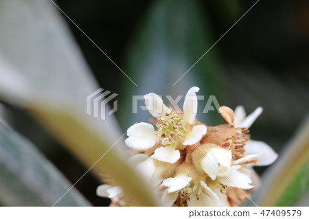 開花在早期的冬天的枇杷花 47409579