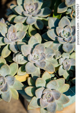 多肉植物花園盆栽 多肉植物花園盆栽 47409767