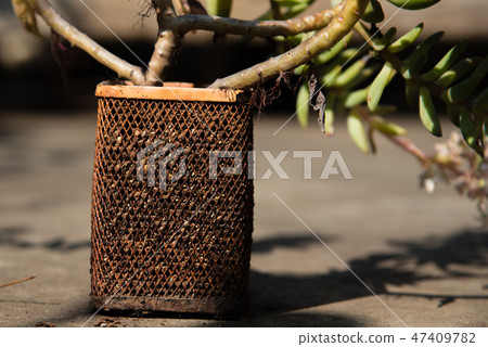 多肉植物花園盆栽 47409782