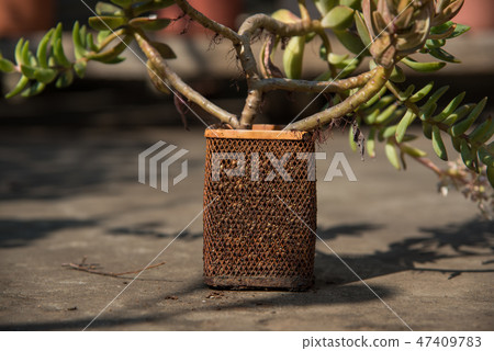 多肉植物花園盆栽 多肉植物花園盆栽 47409783