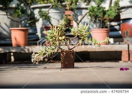 多肉植物花園盆栽 多肉植物花園盆栽 47409794