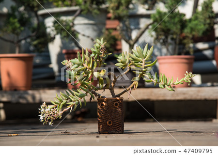 多肉植物花園盆栽 47409795
