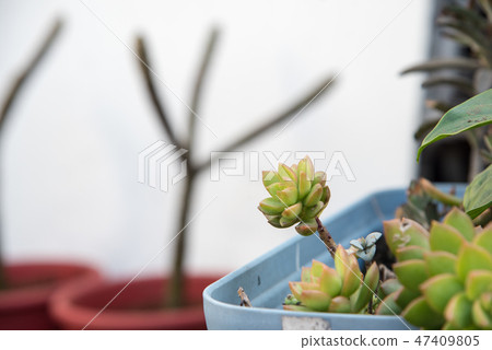 多肉植物花園盆栽 多肉植物花園盆栽 47409805