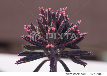 多肉植物花園盆栽 47409810