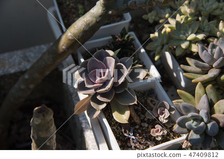 多肉植物花園盆栽 多肉植物花園盆栽 47409812
