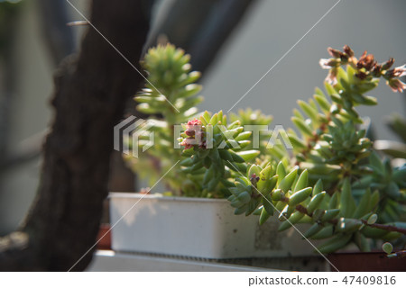 多肉植物花園盆栽 多肉植物花園盆栽 47409816