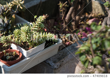 多肉植物花園盆栽 多肉植物花園盆栽 47409818