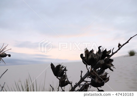 黃昏白色沙漠和植物 黃昏白色沙漠和植物 47410183