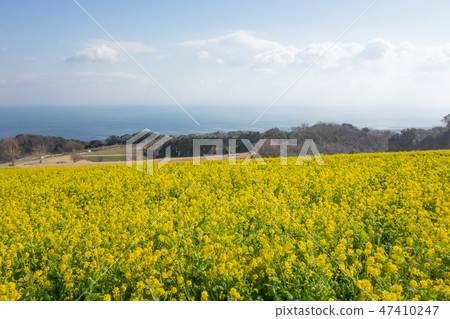 Hyogo · Flower scene · Rape blossoms Hyogo · Flower scene · Rape blossoms 47410247
