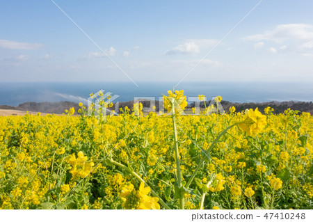 Hyogo · Flower scene · Rape blossoms 47410248