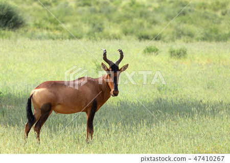 Red Hartebeest in Kalahari South Africa Red Hartebeest in Kalahari South Africa 47410267