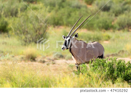 Gemsbok, Oryx gazella in Kalahari 47410292
