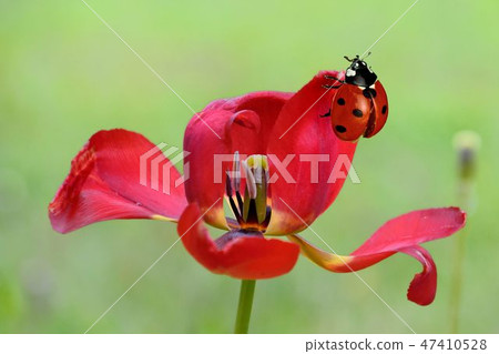 Cute lobsters staying flower plants, Taiwan 47410528