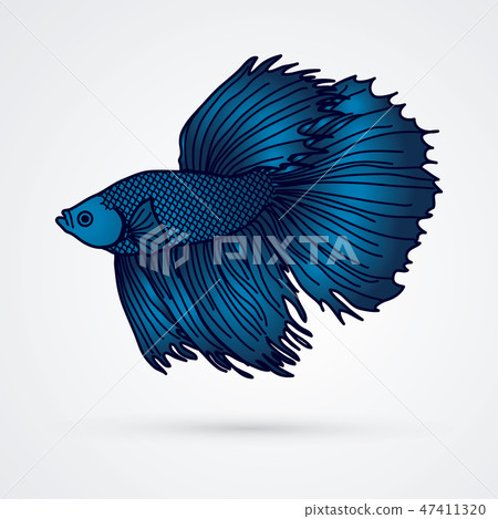 Blue Siamese Fighting Fish graphic vector - Stock Illustration ...