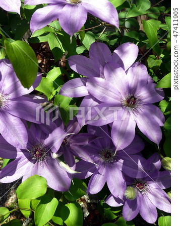 Clematis in lilac in the sunbeams Clematis in lilac in the sunbeams 47411905