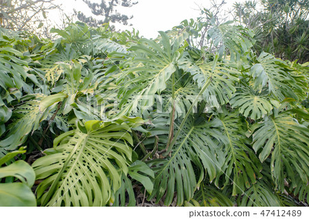 Wild monstera 47412489