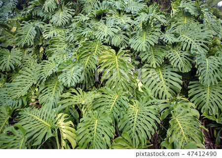 philodendron gigas Philodendron gigas – Greenspaces.id