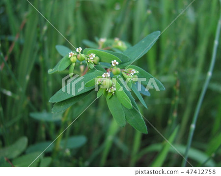 Freshwater fish 47412758