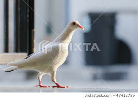 full body of white feather speed racing pigeon full body of white feather speed racing pigeon 47412789