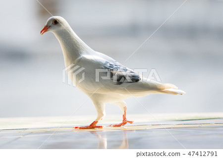 white feather homing pigeon bird white feather homing pigeon bird 47412791