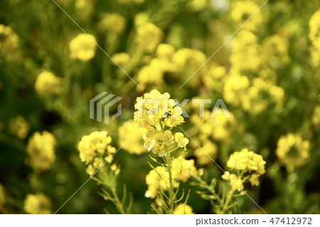 油菜花特寫 47412972