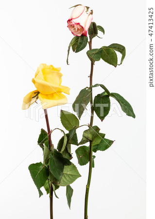 two dry roses on white background two dry roses on white background 47413425