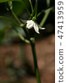 辣椒花 47413959