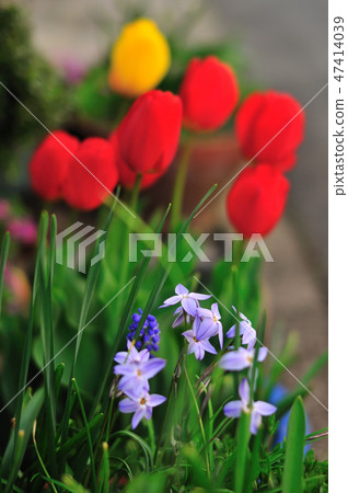 鬱金香和韭菜花在花園裡 鬱金香和韭菜花在花園裡 47414039