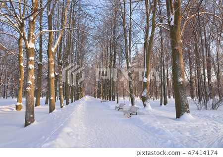 Park alley at winter. 47414174