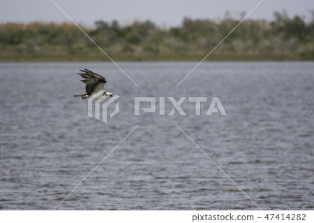Flight of the Osprean Aransas National Wildlife Reserve Flight of the Osprean Aransas National Wildlife Reserve 47414282