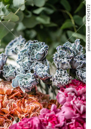 carnation flowers of different varieties and colors. Bunch pastel color. the concept of a florist in carnation flowers of different varieties and colors. Bunch pastel color. the concept of a florist in 47414372