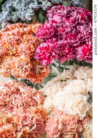 carnation flowers of different varieties and colors. Bunch pastel color. the concept of a florist in carnation flowers of different varieties and colors. Bunch pastel color. the concept of a florist in 47414374