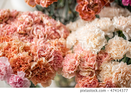 carnation flowers of different varieties and colors. Bunch pastel color. the concept of a florist in carnation flowers of different varieties and colors. Bunch pastel color. the concept of a florist in 47414377
