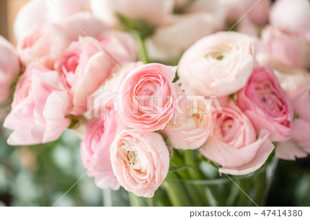 Persian buttercup in glass vases. Bunch pale pink ranunculus flowers light background. Wallpaper Persian buttercup in glass vases. Bunch pale pink ranunculus flowers light background. Wallpaper 47414380