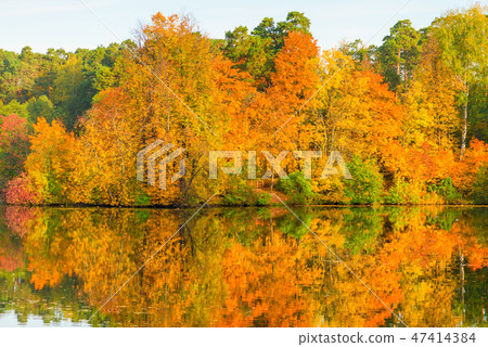 Beautiful bright autumn forest 47414384