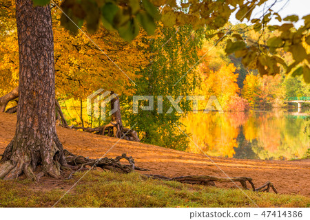 The shore of a lake in an autumn park The shore of a lake in an autumn park 47414386
