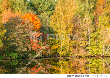 Beautiful bright autumn trees near the lake 47414387