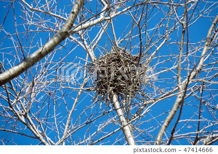Cherry trees and bird's nest traces that shine in the blue sky in winter Cherry trees and bird's nest traces that shine in the blue sky in winter 47414666