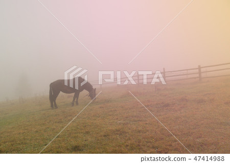 Black horse in fog, grazing on green field 47414988