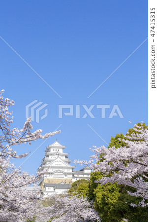 Himeji Castle Spring cherry tree 47415315