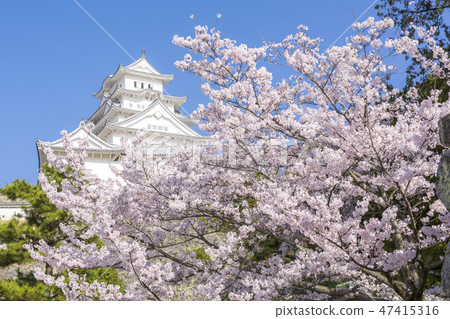 Himeji Castle Spring cherry tree 47415316