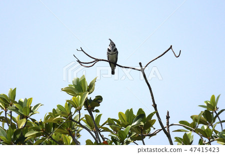 King fisher perched on a branch King fisher perched on a branch 47415423