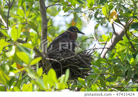 Bird nesting in a tree, protecting it's young 47415424