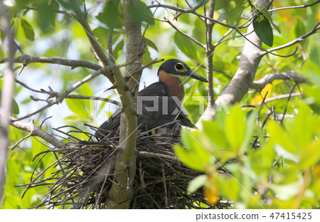 Bird nesting in a tree, protecting it's young Bird nesting in a tree, protecting it's young 47415425