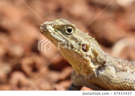Agama Lizard in the Gambia Agama Lizard in the Gambia 47415437