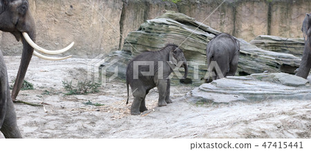 Mother and baby elephant 47415441