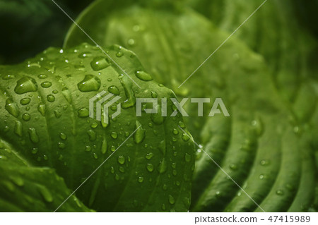 Green big leaves after the rain. Closeup. Spring Green big leaves after the rain. Closeup. Spring 47415989