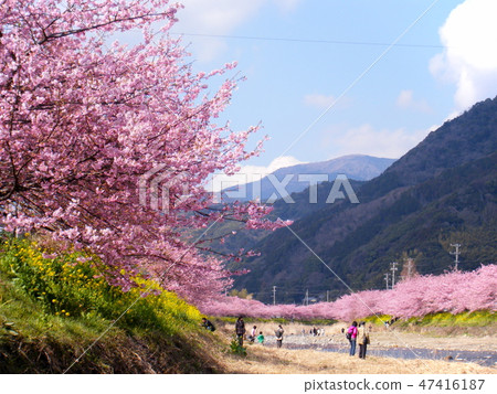 Minamiizu cherry blossoms 47416187